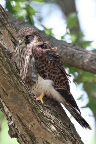 約0.3倍トリミング 2019/6月 SIGMA150-600C+D500 600mm F6.3 ss1/160 ISO720