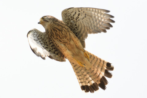 約0.33倍トリミング 2019/6月 SIGMA150-600C+D500 600mm F8 ss1/1250 ISO125 AF-C シングル