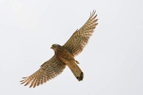 約0.33倍トリミング 2019/6月 SIGMA150-600C+D500 600mm F8 ss1/1250 ISO125 AF-C シングル