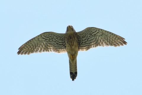 約0.33倍トリミング 2019/6月 SIGMA150-600C+D500 600mm F8 ss1/1250 ISO125 AF-C シングル