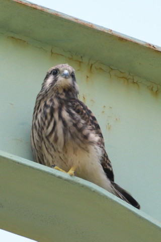 約0.67倍トリミング 2019/6月 SIGMA150-600C+D500 600mm F8 ss1/1250 ISO800