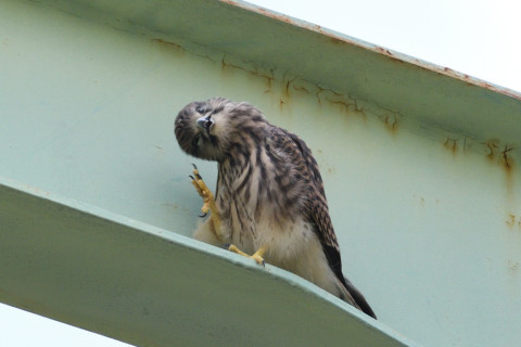 0.5倍トリミング 2019/6月 SIGMA150-600C+D500 600mm F8 ss1/1250 ISO900