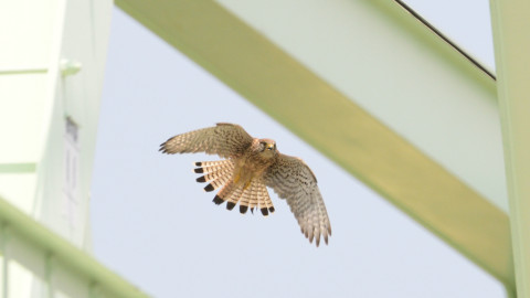 トリミング 2019/6月 SIGMA150-600C+D500 600mm F8 ss1/1250 ISO200 AF-C シングル