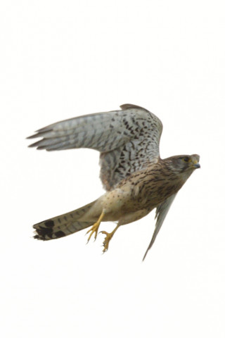 0.5倍トリミング 2019/6月 SIGMA150-600C+D500 600mm F8 ss1/2000 ISO200 AF-C シングル 