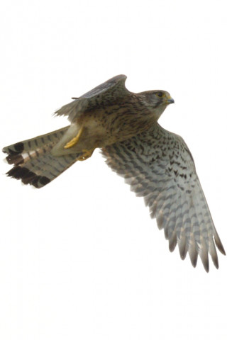 0.5倍トリミング 2019/6月 SIGMA150-600C+D500 600mm F8 ss1/2000 ISO200 AF-C シングル 