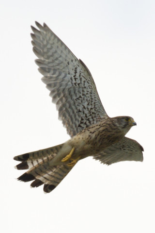 0.5倍トリミング 2019/6月 SIGMA150-600C+D500 600mm F8 ss1/2000 ISO140 AF-C シングル 