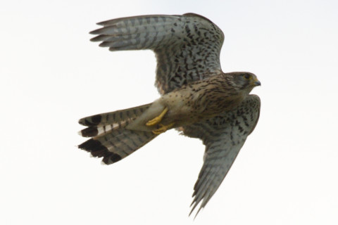 0.5倍トリミング 2019/6月 SIGMA150-600C+D500 600mm F8 ss1/2000 ISO140 AF-C シングル 