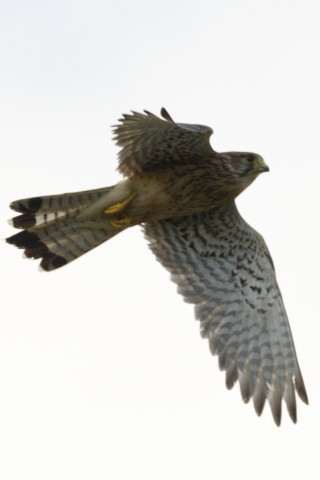 0.5倍トリミング 2019/6月 SIGMA150-600C+D500 600mm F8 ss1/2000 ISO140 AF-C シングル 