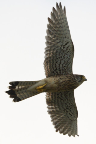 0.5倍トリミング 2019/6月 SIGMA150-600C+D500 600mm F8 ss1/2000 ISO125 AF-C シングル 