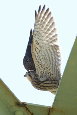 0.5倍トリミング 2019/6月 SIGMA150-600C+D500 600mm F8 ss1/1600 ISO140 AF-C シングル