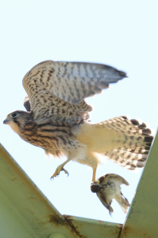 0.5倍トリミング 2019/6月 SIGMA150-600C+D500 600mm F8 ss1/1600 ISO140 AF-C シングル