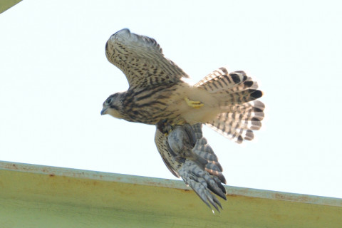 0.4倍トリミング 2019/6月 SIGMA150-600C+D500 600mm F8 ss1/1600 ISO180 AF-C シングル