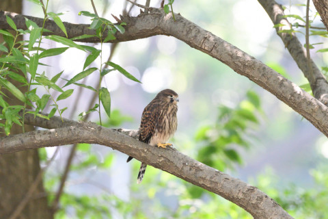 2019/6月 SIGMA150-600C+D500 600mm F8 ss1/640 ISO4500