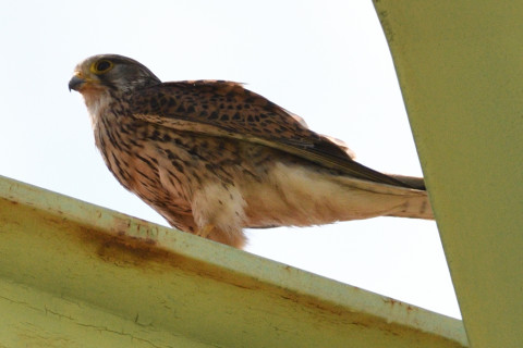 約0.67倍トリミング 2019/6月 SIGMA150-600C+D500 600mm F8 ss1/2000 ISO200