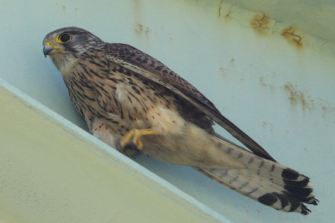 約0.67倍トリミング 2019/6月 SIGMA150-600C+D500 600mm F8 ss1/640 ISO500