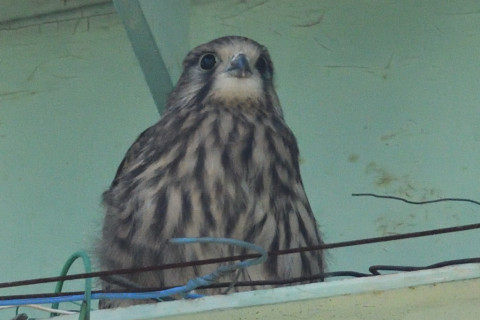 トリミング 2019/6月 SIGMA150-600C+D500 600mm F8 ss1/1600 ISO1600