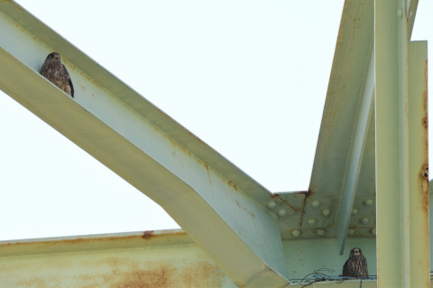 2019/6月 SIGMA150-600C+D500 600mm F8 ss1/1600 ISO180