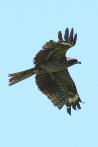 トリミング 2019/6月 SIGMA150-600C+D500 600mm F8 ss1/1600 ISO180 AF-C シングル