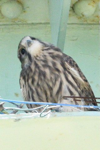 トリミング 2019/6月 SIGMA150-600C+D500 600mm F8 ss1/2000 ISO2800