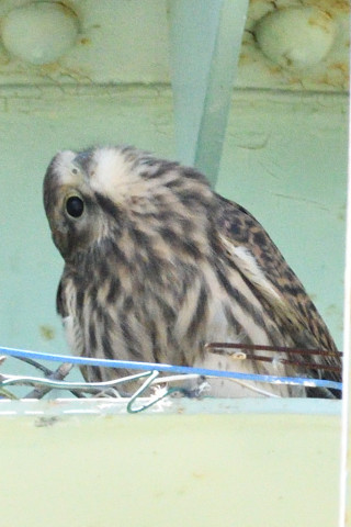 トリミング 2019/6月 SIGMA150-600C+D500 600mm F8 ss1/1600 ISO2200