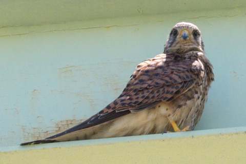 約0.67倍トリミング 2019/6月 SIGMA150-600C+D500 600mm F8 ss1/1600 ISO1400