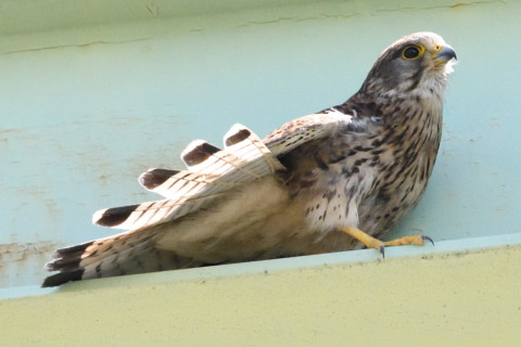 約0.67倍トリミング 2019/6月 SIGMA150-600C+D500 600mm F8 ss1/2000 ISO3200