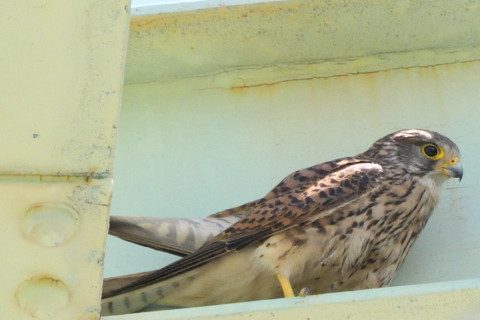 約0.67倍トリミング 2019/6月 SIGMA150-600C+D500 600mm F8 ss1/2000 ISO3200