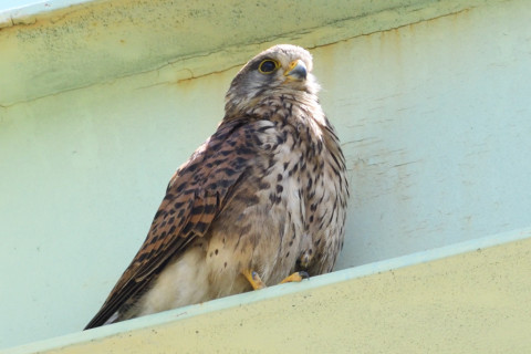 約0.67倍トリミング 2019/6月 SIGMA150-600C+D500 600mm F8 ss1/400 ISO720