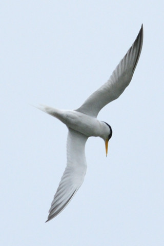トリミング 2019/6月 SIGMA150-600C+D500 600mm F8 ss1/1600 ISO160 AF-C シングル