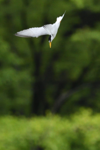 約0.67倍トリミング 2019/6月 SIGMA150-600C+D500 600mm F8 ss1/1600 ISO1400 M シングル