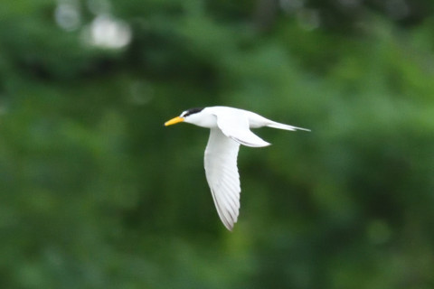 約0.67倍トリミング 2019/6月 SIGMA150-600C+D500 600mm F8 ss1/1600 ISO3200 M シングル