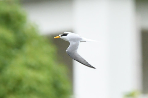 約0.67倍トリミング 2019/6月 SIGMA150-600C+D500 600mm F8 ss1/1600 ISO2500 M シングル