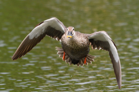 約0.33倍トリミング 2019/6月 SIGMA150-600C+D500 600mm F8 ss1/1600 ISO1800 AF-C シングル