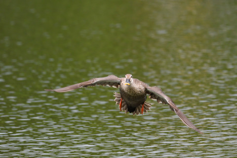 2019/6月 SIGMA150-600C+D500 600mm F8 ss1/1600 ISO1800 AF-C シングル