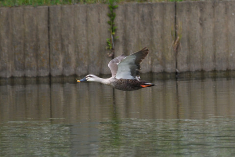 0.4倍トリミング 2019/6月 SIGMA150-600C+D500 600mm F8 ss1/1600 ISO1600 AF-C シングル