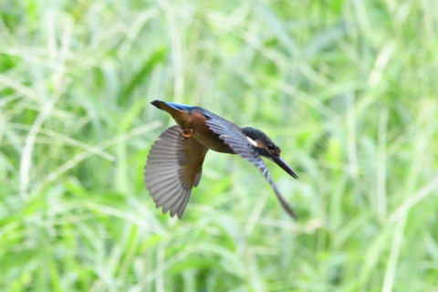 0.4倍トリミング 2019/8月 SIGMA150-600C+D500 600mm F8 ss1/1600 ISO4000 AF-C シングル