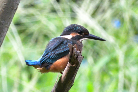 約0.67倍トリミング 2019/8月 SIGMA150-600C+D500 600mm F8 ss1/1600 ISO4500 AF-C シングル
