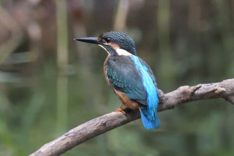 約0.67倍トリミング 2019/8月 SIGMA150-600C+D500 600mm F8 ss1/1600 ISO2500 AF-C シングル