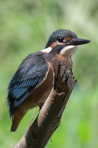 約0.67倍トリミング 2019/8月 SIGMA150-600C+D500 600mm F6.3 ss1/800 ISO560 AF-C シングル