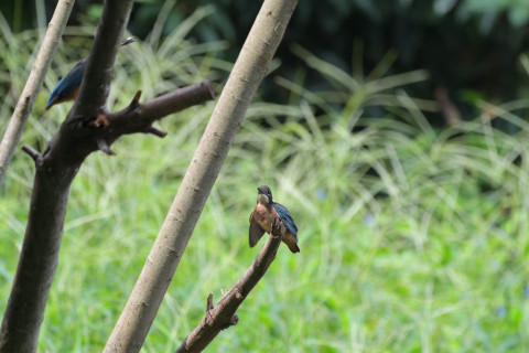 2019/8月 SIGMA150-600C+D500 600mm F6.3 ss1/800 ISO560 AF-C シングル