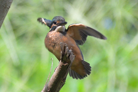 約0.67倍トリミング 2019/8月 SIGMA150-600C+D500 600mm F6.3 ss1/800 ISO560 AF-C シングル