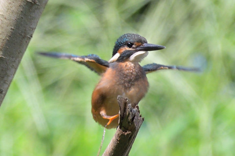 約0.67倍トリミング 2019/8月 SIGMA150-600C+D500 600mm F6.3 ss1/800 ISO560 AF-C シングル