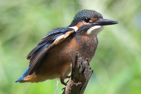 トリミング 2019/8月 SIGMA150-600C+D500 600mm F6.3 ss1/800 ISO560 AF-C シングル