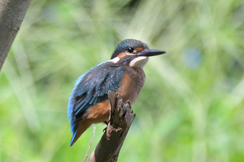 約0.67倍トリミング 2019/8月 SIGMA150-600C+D500 600mm F6.3 ss1/800 ISO560 AF-C シングル