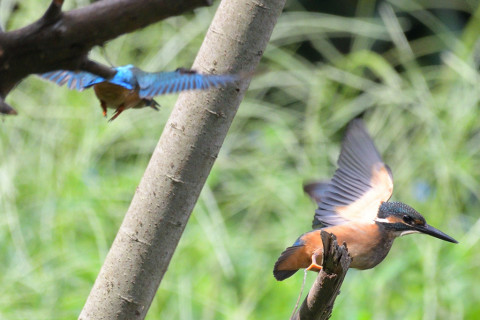 0.4倍トリミング 2019/8月 SIGMA150-600C+D500 600mm F7.1 ss1/1250 ISO900 AF-C シングル