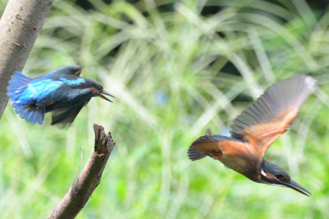 約0.67倍トリミング 2019/8月 SIGMA150-600C+D500 600mm F7.1 ss1/1250 ISO900 AF-C シングル