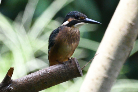 約0.67倍トリミング 2019/8月 SIGMA150-600C+D500 600mm F7.1 ss1/1250 ISO1800 AF-C シングル