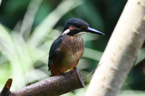 約0.67倍トリミング 2019/8月 SIGMA150-600C+D500 600mm F7.1 ss1/1250 ISO2000