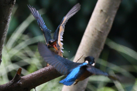 0.5倍トリミング 2019/8月 SIGMA150-600C+D500 600mm F8 ss1/1250 ISO2800 AF-C シングル