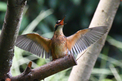 0.5倍トリミング 2019/8月 SIGMA150-600C+D500 600mm F8 ss1/1250 ISO2800 AF-C シングル